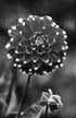 Dahlia Black and White I Print Peter Perrino