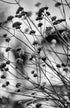 Vervain BW Print Peter Perrino