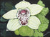 Love: La Fleur Print Romani Berlekov