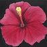 Pink Hibiscus Print Romani Berlekov