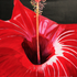 Hibiscus II Print Romani Berlekov