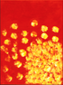 Fireworks Print Mia Brown