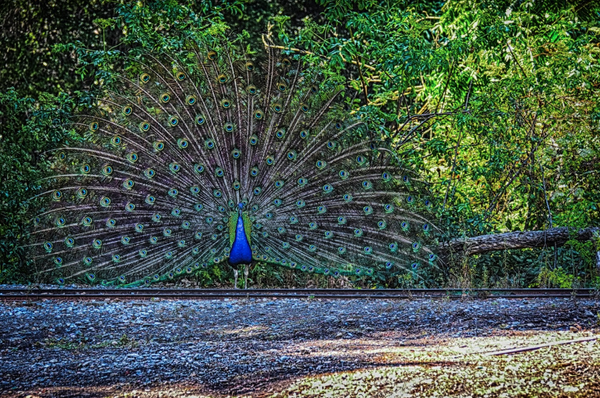 Peacock - ArtLifting