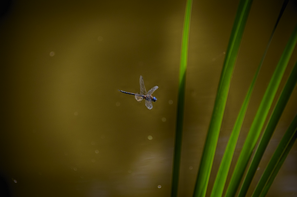 Dragonfly in Flight - ArtLifting