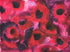 Poppies Print Terri Renner