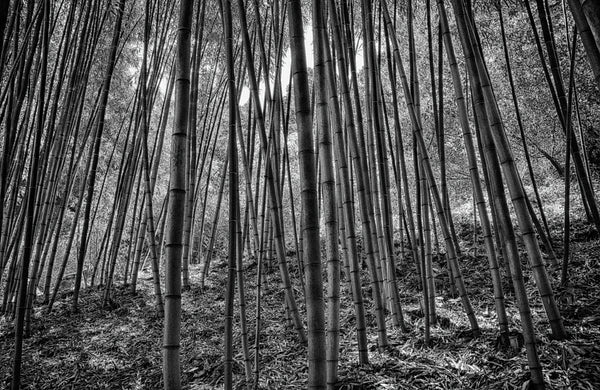 Bamboo Forest - ArtLifting