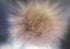Einstein's Hairdo Print Michael Van Huffel