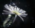 Reaching Up in the Dark Print Michael Van Huffel