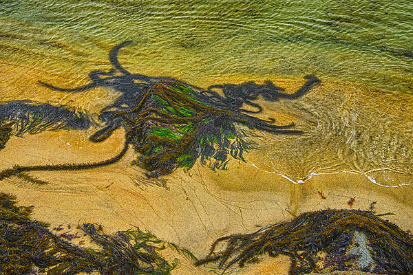 Seaweed Art - ArtLifting